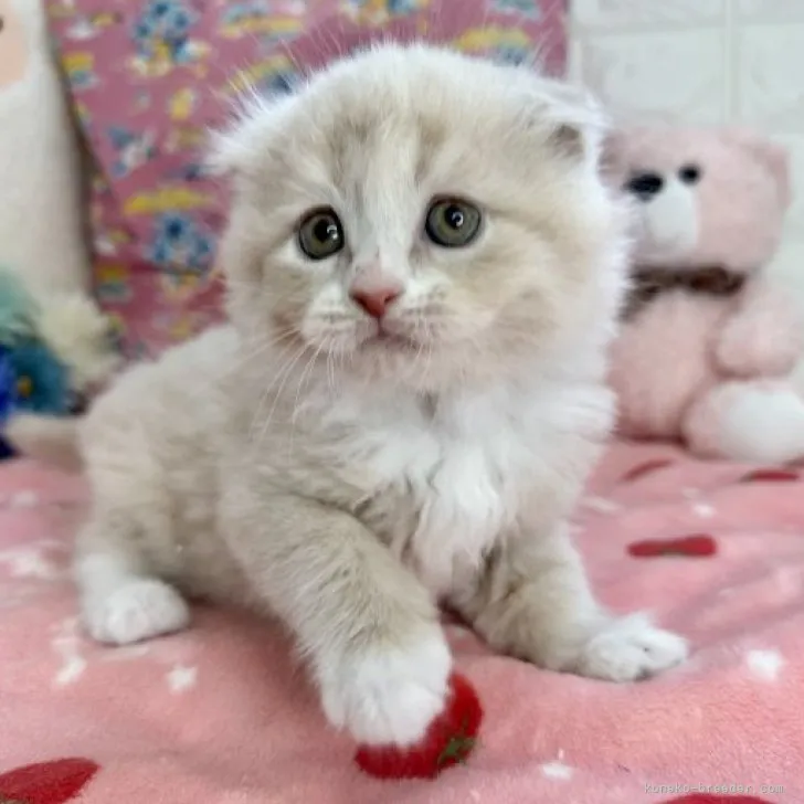 ID:2305-02799の子猫