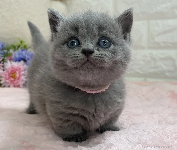 ID:2204-01435の子猫
