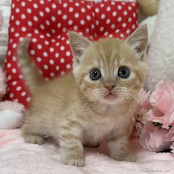ID：2312-02442の子猫