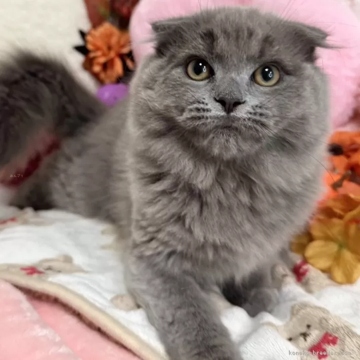 ID：2407-00504の子猫
