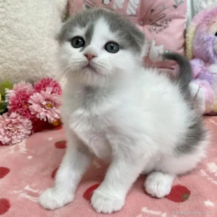 ID:2301-01972の子猫