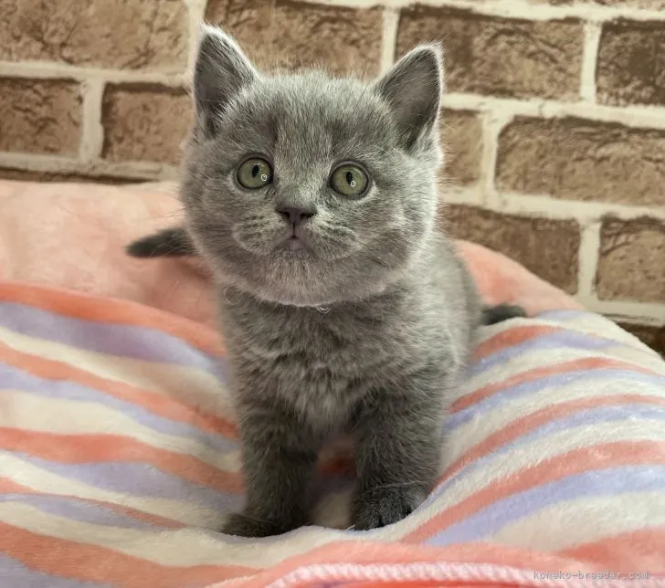 ID:2112-00383の子猫