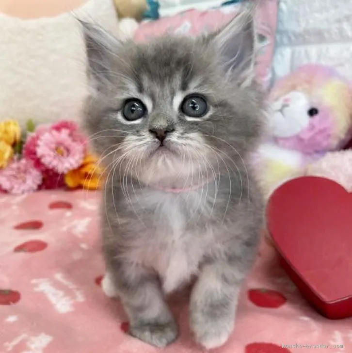 ID:2301-02203の子猫