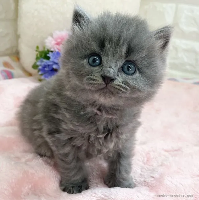 ID:2204-01405の子猫