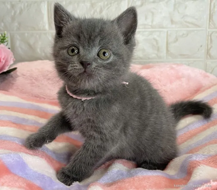ID：2111-02402の子猫
