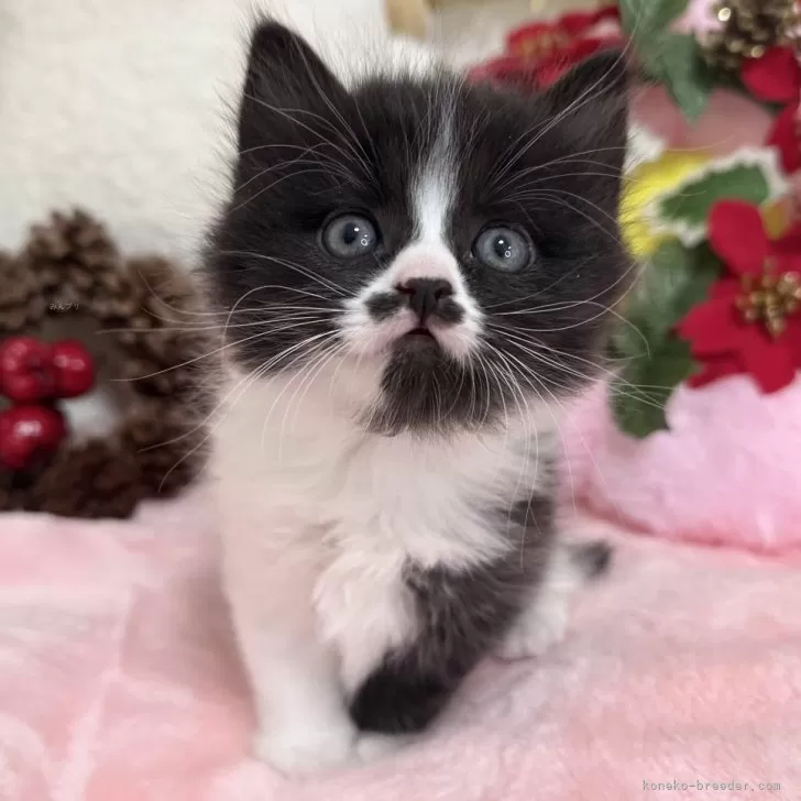 ID:2412-00415の子猫