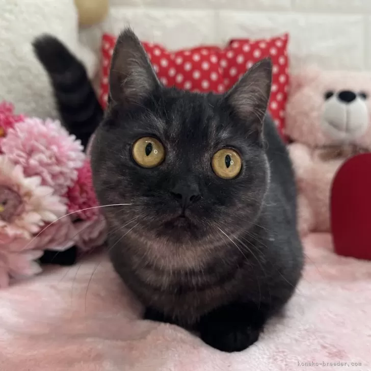 ID：2306-02334の子猫