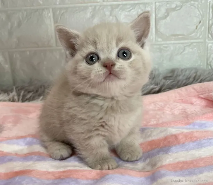 ID:2111-02161の子猫