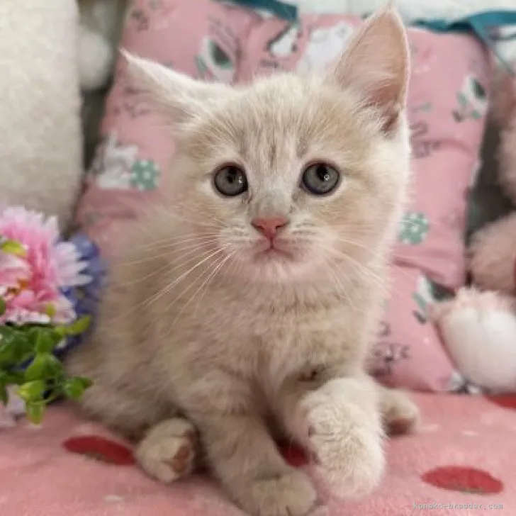 ID:2304-01842の子猫