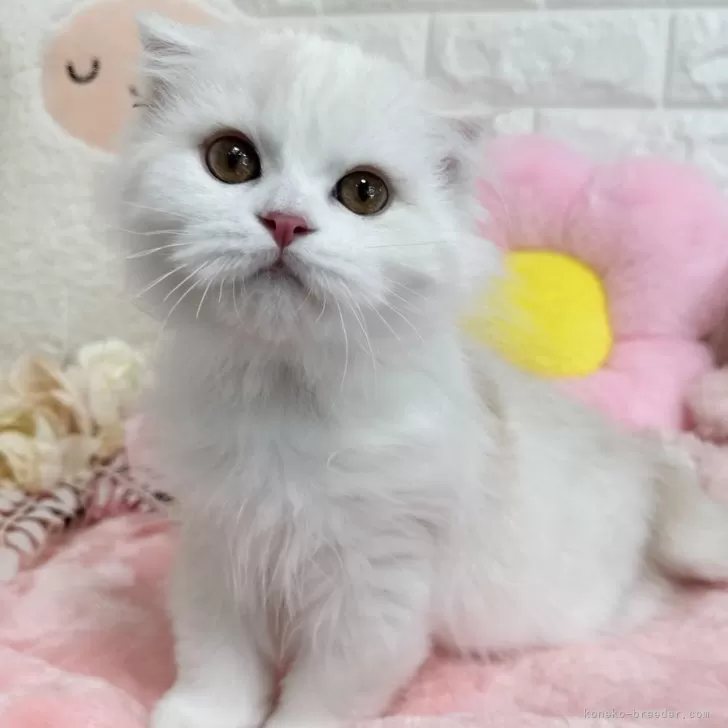 ID:2406-00874の子猫