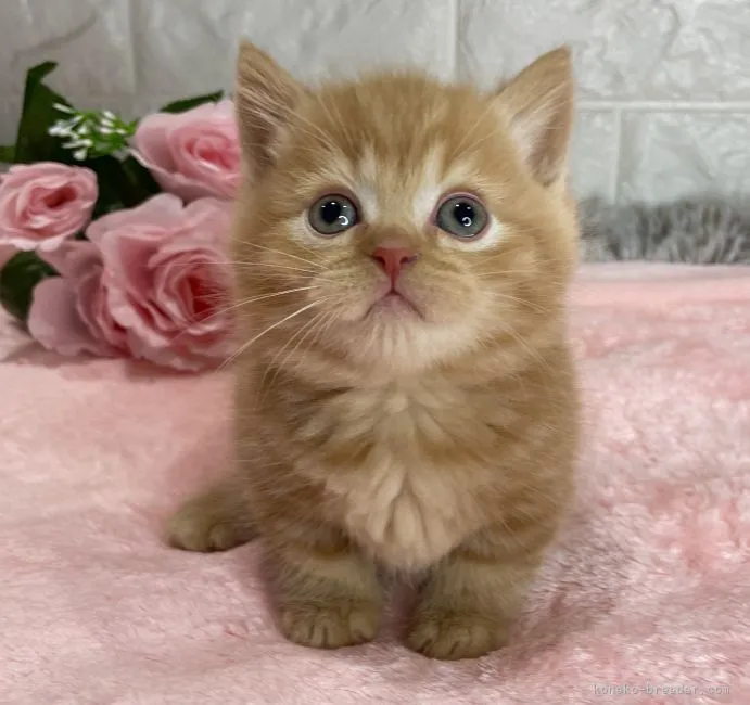Cat's world 様のお迎えした子猫