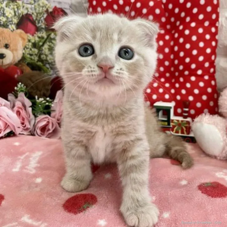 ID：2212-00680の子猫