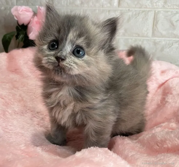 ID：2112-00076の子猫