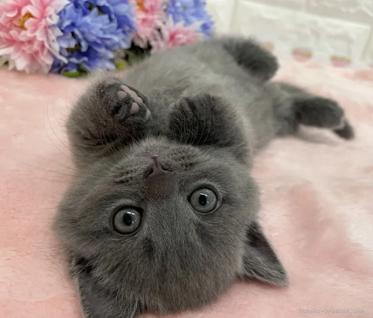 ID:2204-02064の子猫