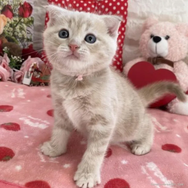 ID:2212-00679の子猫