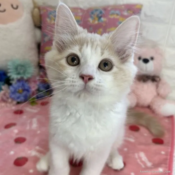 ID：2305-02797の子猫