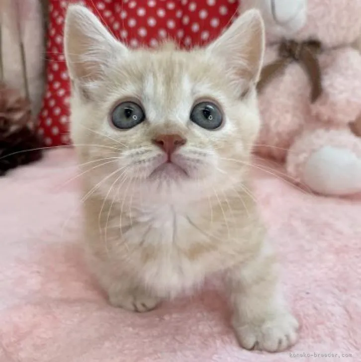 ID：2210-00068の子猫