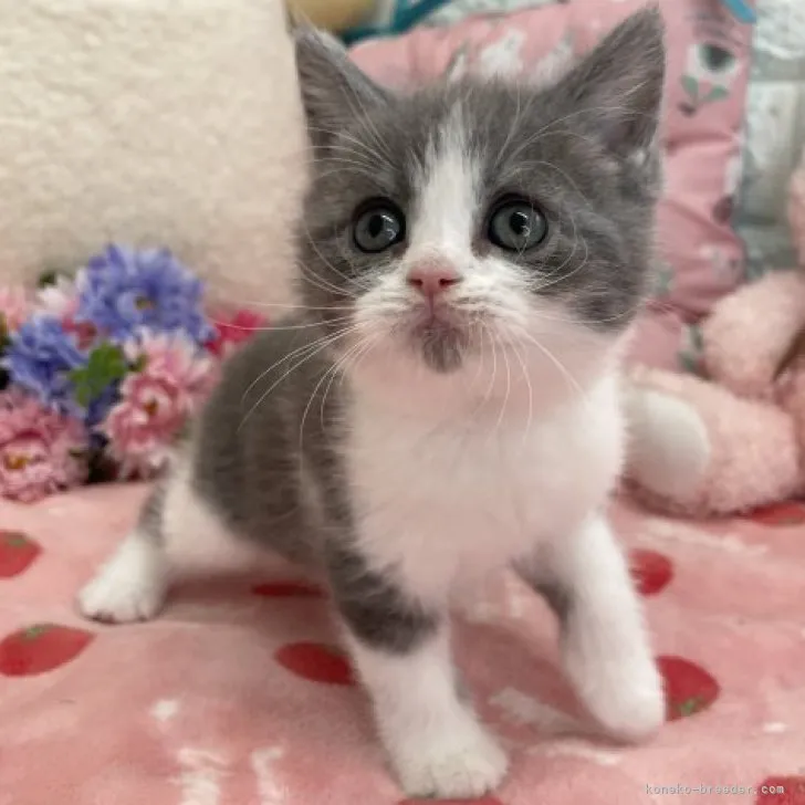 ID:2304-00244の子猫