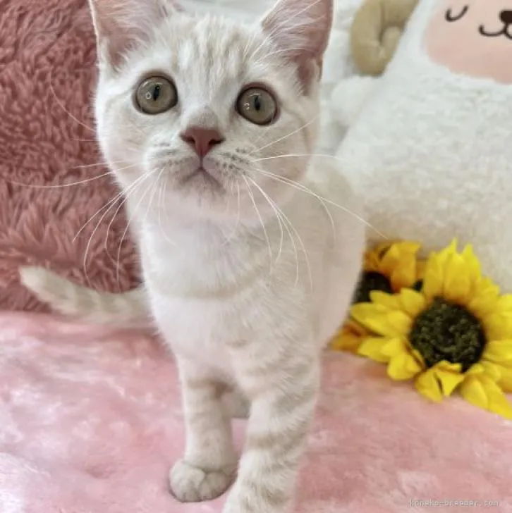 ID：2206-00093の子猫