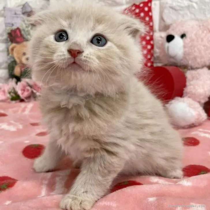 よし 様のお迎えした子猫