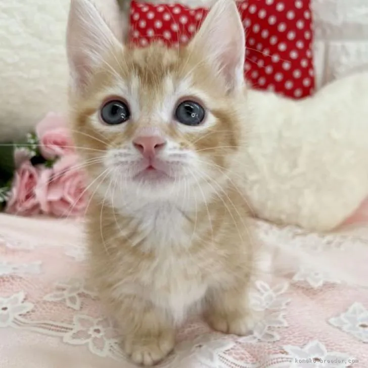 C.M 様のお迎えした子猫