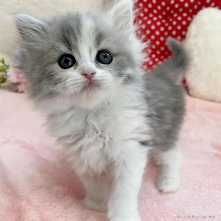 ID:2208-02022の子猫