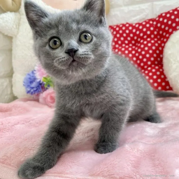 ID:2205-03115の子猫