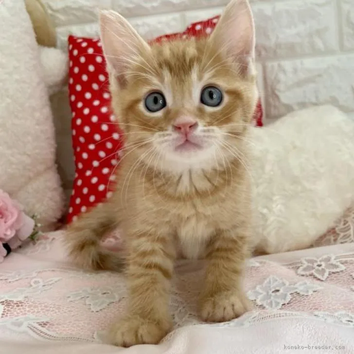 ID：2208-00791の子猫