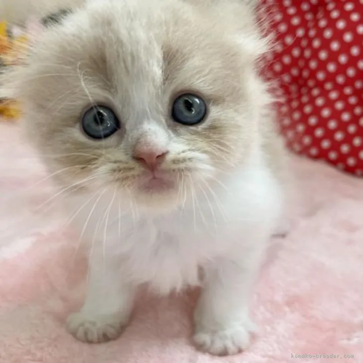 ID:2207-03018の子猫
