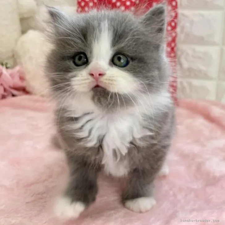 ID：2207-02406の子猫
