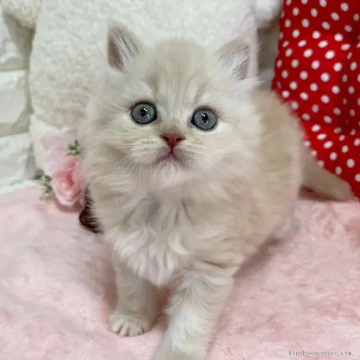 ID:2211-00619の子猫