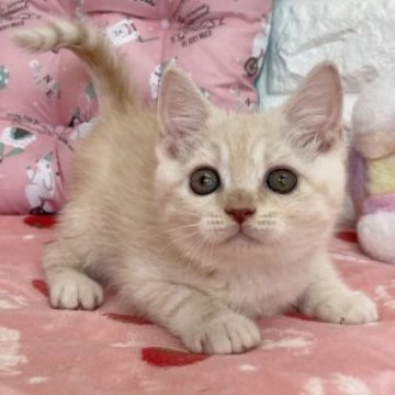 マンチカン【京都府・男の子・2023年1月11日・クリームタビー（短毛）】の写真「❤️めちゃくちゃ甘えた君❤️😸」