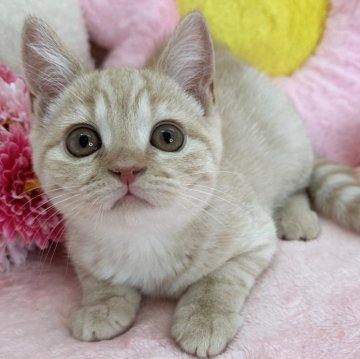 マンチカン(長足)【京都府・男の子・2023年11月9日・クリーム（短毛）】の写真「あそぼーあそぼーってしてくるよ💕」