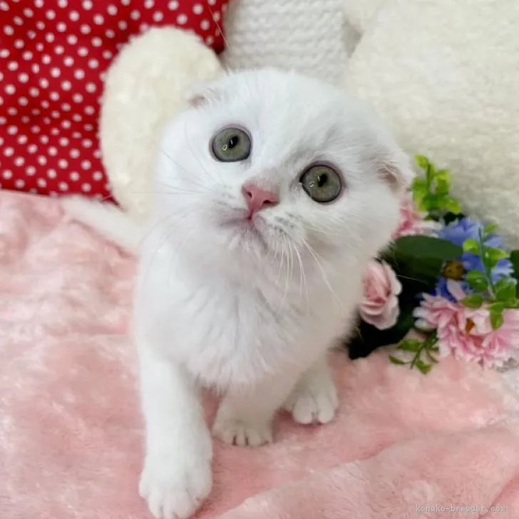ID:2207-00688の子猫