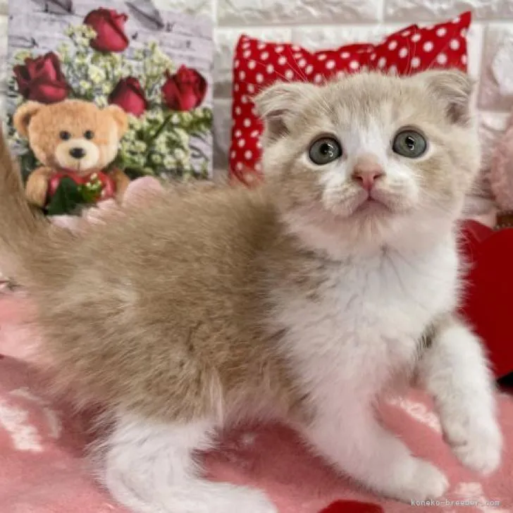 ID:2212-00978の子猫