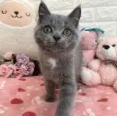 ブリティッシュショートヘア【京都府・男の子・2023年7月29日・ブルー】の写真4「2023.10/26撮影」