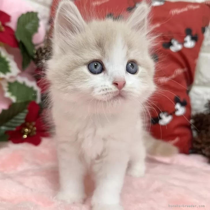 ID：2412-01337の子猫