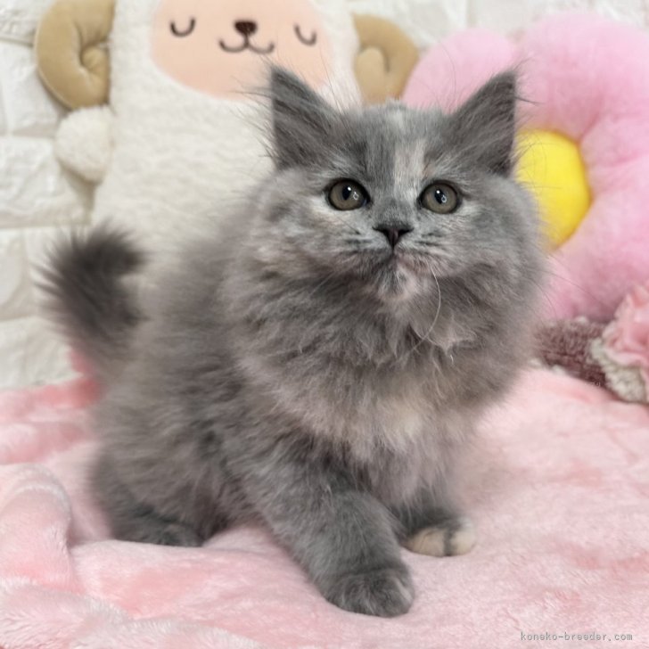 ブリーダー画像