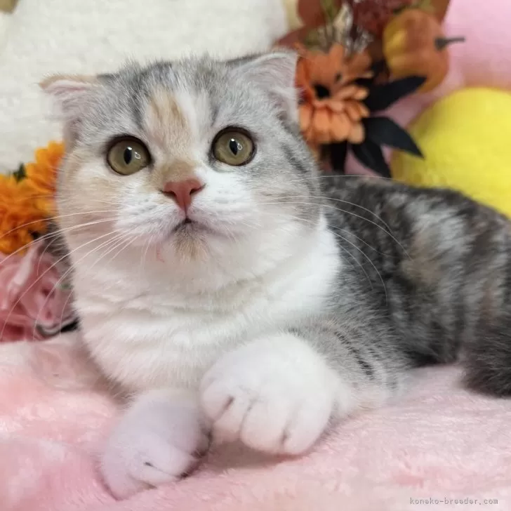ID:2506-00077の子猫