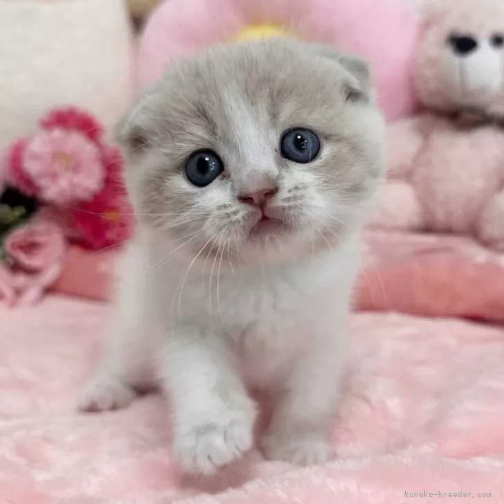 スコティッシュフォールド(折れ耳)【京都府・男の子・2025年3月14日・クリームタビー&amp;ホワイト】の写真1