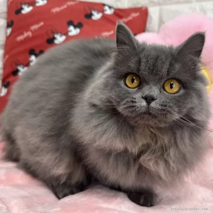 ID：2407-01041の子猫