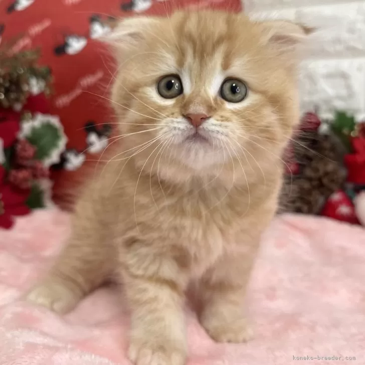 ID:2412-00417の子猫