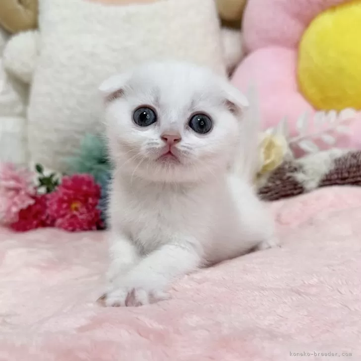 ID：2506-00075の子猫