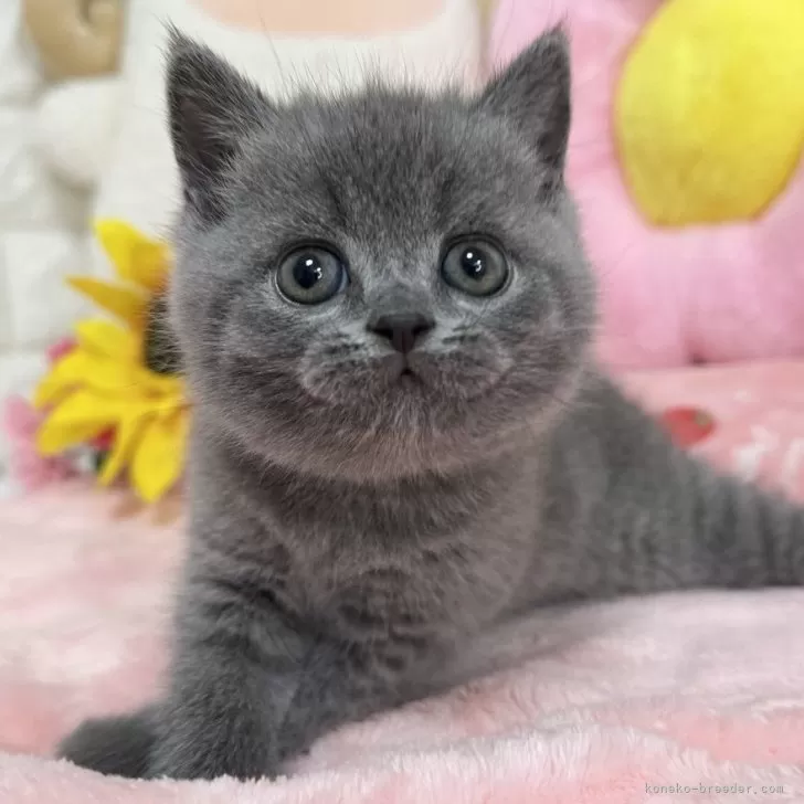 ID：2508-00048の子猫