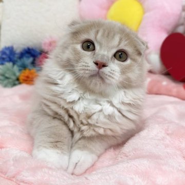 スコティッシュ×マンチカン【京都府・男の子・2025年3月12日・クリームタビー&ホワイト（長毛）】の写真「🩷人が大好き🩷」