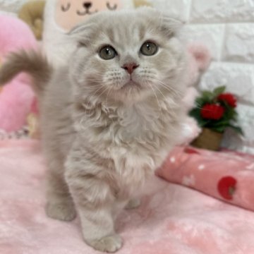 スコティッシュフォールド(折れ耳)【京都府・女の子・2025年8月7日・クリームタビー（長毛）】の写真「🩷元気ガール🩷」