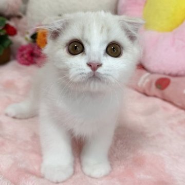 スコティッシュフォールド(折れ耳)【京都府・男の子・2025年4月14日・クリームタビー&ホワイト（長毛）】の写真「🩷懐っこい性格です🩷」