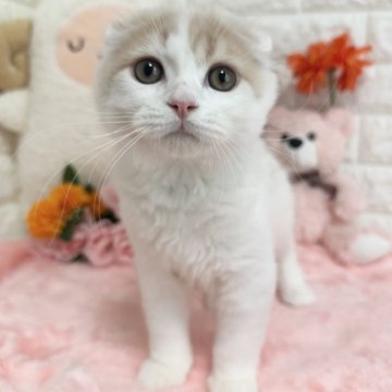 スコティッシュフォールド(折れ耳)【京都府・男の子・2025年5月24日・クリームタビー&ホワイト（長毛）】の写真「🩷懐っこいイケメン君🩷」