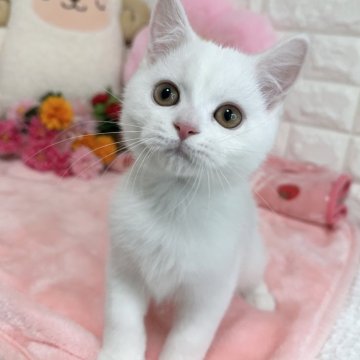 スコティッシュフォールド(立ち耳)【京都府・男の子・2025年4月14日・ホワイト（短毛）】の写真「🩷元気ボーイ🩷」