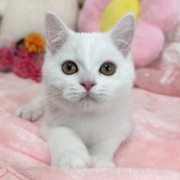 スコティッシュフォールド(立ち耳)【京都府・男の子・2025年4月14日・ホワイト（短毛）】の写真「🩷元気ボーイ🩷」